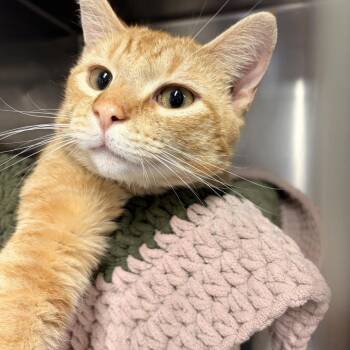 Domestic Short Hair Cats Available for Adoption in Saint Charles, Missouri - Gibraltar Campion | PetCurious