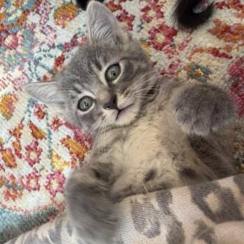Zara -  Tabby Cat for Adoption in Albuquerque, New Mexico - Zara | PetCurious