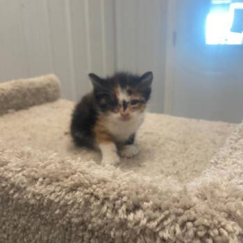 Wanda -  Domestic Short Hair Cat for Adoption in Brookfield, Missouri - Wanda | PetCurious