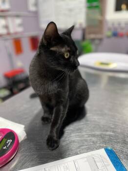 Amon-ra -  Domestic Short Hair Cat for Adoption in Ferndale, Michigan - Amon-ra | PetCurious