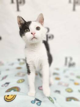 Domestic Short Hair Cats Available for Adoption - Doodle | PetCurious