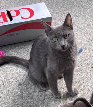 Domestic Short Hair Cats Available for Adoption in Crystal Lake, Illinois - Blossom | PetCurious
