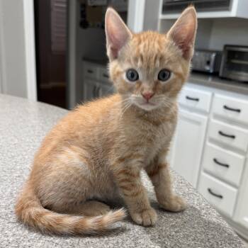 Charlie -  Domestic Short Hair Cat for Adoption in Brentwood, California - Charlie | PetCurious