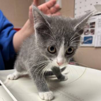 Domestic Short Hair Cats Available for Adoption in Newport, North Carolina - CandyLand | PetCurious