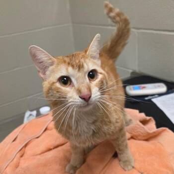 Stanford -  Domestic Short Hair Cat for Adoption in Chicago, Illinois - Stanford | PetCurious