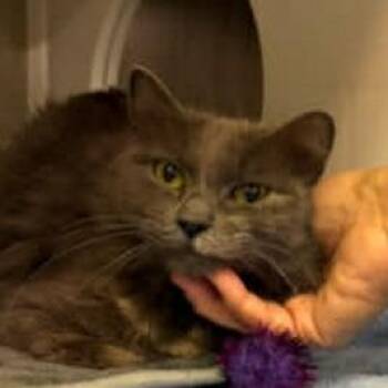 Domestic Medium Hair Cats Available for Adoption in Washington, District Of Columbia - Cloe | PetCurious