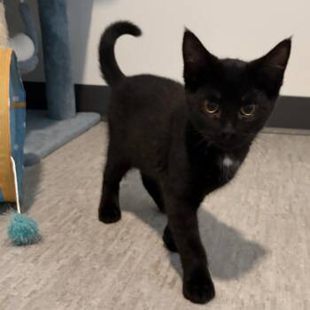 Scallop -  Domestic Short Hair Cat for Adoption in Muncie, Indiana - Scallop | PetCurious