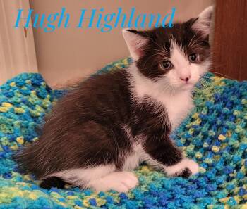 Rescue Domestic Short Hair Cats for Adoption in Concord Farr, Tennessee - Hugh Highland And Waylan Wagyu | PetCurious