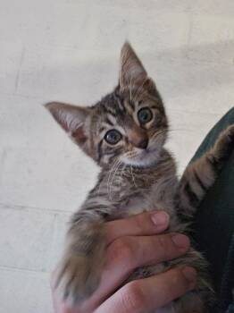 Domestic Short Hair Cats Available for Adoption in Ontario, California - Elton | PetCurious