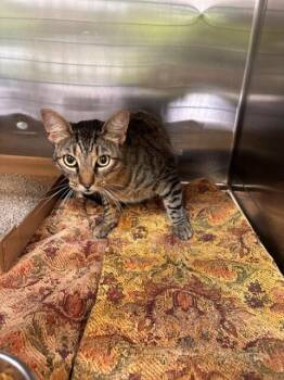 Tommi -  Domestic Short Hair Cat for Adoption in Saint Charles, Missouri - Tommi | PetCurious