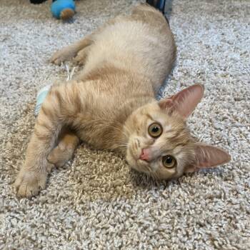 Cannoli -  Domestic Short Hair Cat for Adoption in Plant City, Florida - Cannoli | PetCurious