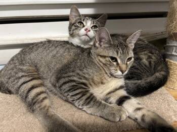 Michelle -  Domestic Short Hair Cat for Adoption in Naugatuck, Connecticut - Michelle | PetCurious