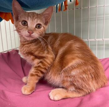 Rescue Domestic Short Hair Cats for Adoption in Westfield, New York - Ezra | PetCurious