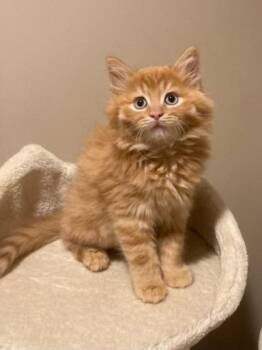 Luke -  Domestic Medium Hair Cat for Adoption in New Franklin, Ohio - Luke | PetCurious
