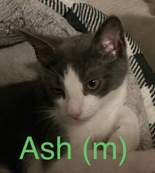Ash Kitten -  Domestic Short Hair Cat for Adoption in New Bern, North Carolina - Ash Kitten | PetCurious