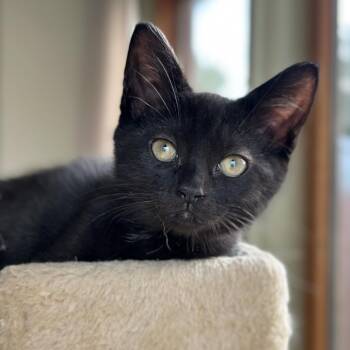 Ricci -  Domestic Short Hair Cat for Adoption in Evansville, Indiana - Ricci | PetCurious