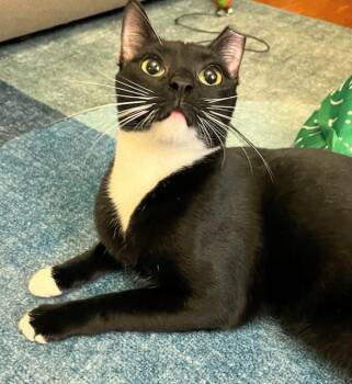 Rescue Domestic Short Hair Cats for Adoption in Melrose, Massachusetts - Charlie | PetCurious
