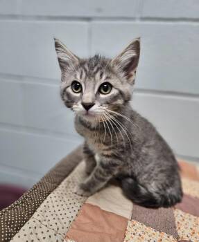 Gandolf -  Domestic Short Hair Cat for Adoption in Huntington, Indiana - Gandolf | PetCurious