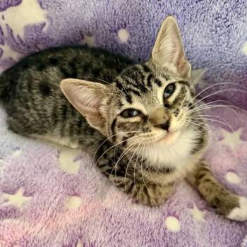 Marisol -  Domestic Short Hair Cat for Adoption in Jupiter, Florida - Marisol | PetCurious