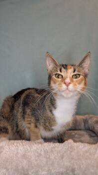 Rescue Domestic Short Hair and Tabby Cats for Adoption in Hartwell, Georgia - 7452 Figment | PetCurious
