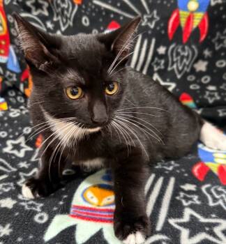 Rescue Domestic Short Hair Cats for Adoption in Vacaville, California - Pocus | PetCurious