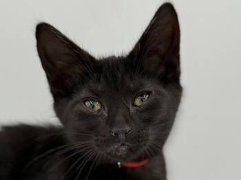 Rosetta -  Domestic Short Hair Cat for Adoption in Portland, Oregon - Rosetta | PetCurious