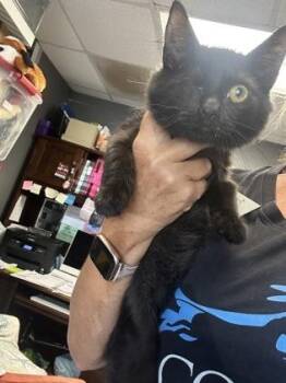 Susie (Inside cat only)  $100 -  Domestic Long Hair and Domestic Short Hair Cat for Adoption in Seneca, South Carolina - Susie (Inside Cat Only)  $100 | PetCurious