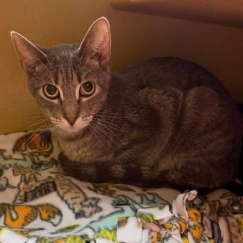 Grayson -  Domestic Short Hair Cat for Adoption in Wheeling, Illinois - Grayson | PetCurious