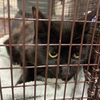 Agatha -  Domestic Short Hair Cat for Adoption in Chicago, Illinois - Agatha | PetCurious