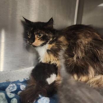 Apple -  Domestic Medium Hair Cat for Adoption in Evensville, Tennessee - Apple | PetCurious