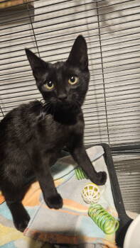 Rescue Domestic Short Hair Cats for Adoption in Antioch, California - Apollo | PetCurious