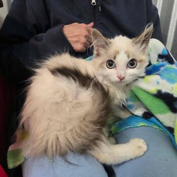Bibi -  Siamese and Domestic Long Hair Cat for Adoption in Chicago, Illinois - Bibi | PetCurious
