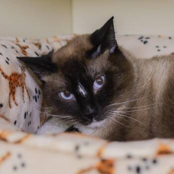 Blu -  Siamese Cat for Adoption in Los Angeles, California - Blu | PetCurious
