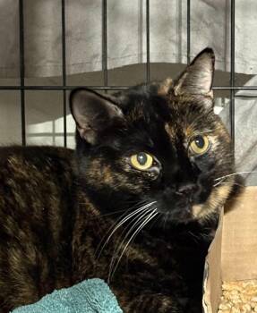 Haley -  Domestic Short Hair Cat for Adoption in Westfield, Massachusetts - Haley | PetCurious