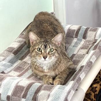 Calliope -  Domestic Short Hair Cat for Adoption in Skokie, Illinois - Calliope | PetCurious