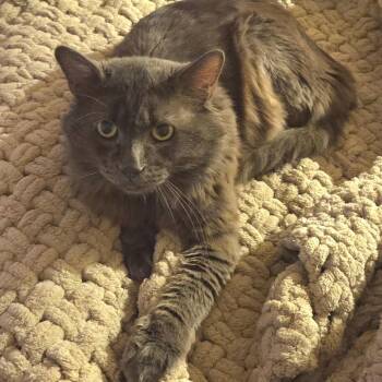 Dusty -  Domestic Medium Hair Cat for Adoption in Las Vegas, Nevada - Dusty | PetCurious