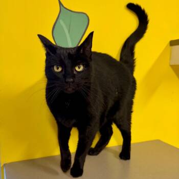 Domestic Short Hair Cats Available for Adoption - Rosanna | PetCurious