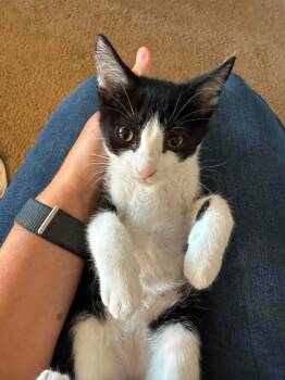 Pedal -  Domestic Short Hair Cat for Adoption in Minneapolis, Minnesota - Pedal | PetCurious