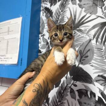 Corvus -  Domestic Short Hair Cat for Adoption in Wahiawa, Hawaii - Corvus | PetCurious
