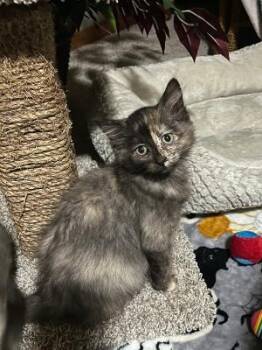 Strawberry Shortcake -  Domestic Long Hair Cat for Adoption in Mokena, Illinois - Strawberry Shortcake | PetCurious