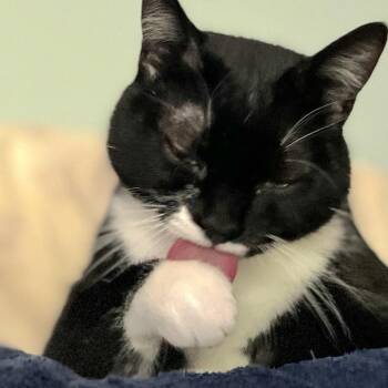 Tuxedo and Domestic Short Hair Cats Available for Adoption in Wilsonville, Oregon - Lil | PetCurious