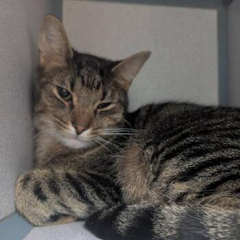 Pickles -  Domestic Short Hair Cat for Adoption in Evansville, Indiana - Pickles | PetCurious