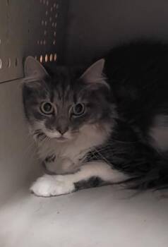 Baby Girl -  Domestic Long Hair and Domestic Short Hair Cat for Adoption in Palm Coast, Florida - Baby Girl | PetCurious