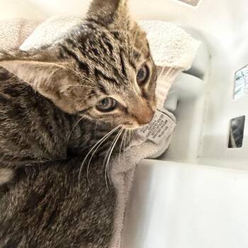 Mickey -  Domestic Short Hair Cat for Adoption in Morganton, North Carolina - Mickey | PetCurious