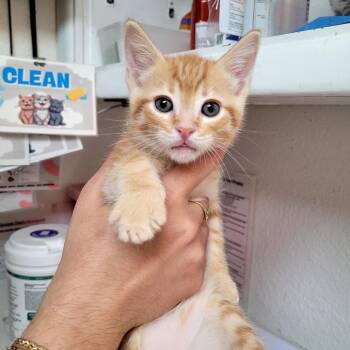 Alvin -  Domestic Short Hair Cat for Adoption in Belfair, Washington - Alvin | PetCurious