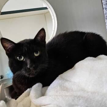 George -  Domestic Short Hair Cat for Adoption in Dover, New Hampshire - George | PetCurious