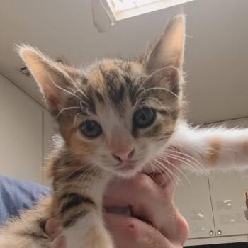 Domestic Short Hair Cats Available for Adoption in Dallas, Texas - Biscayne | PetCurious