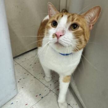 Domestic Short Hair Cats Available for Adoption in Buffalo, New York - Colby | PetCurious