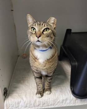 Domestic Short Hair Cats Available for Adoption in Sarasota, Florida - KNOX | PetCurious