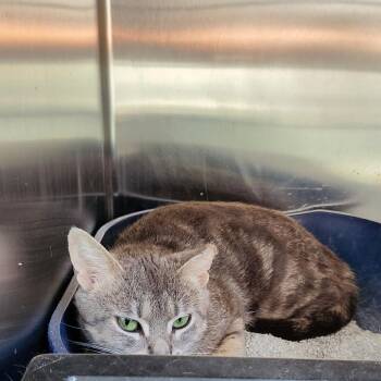Marnie -  Domestic Short Hair Cat for Adoption in Walker, Michigan - Marnie | PetCurious